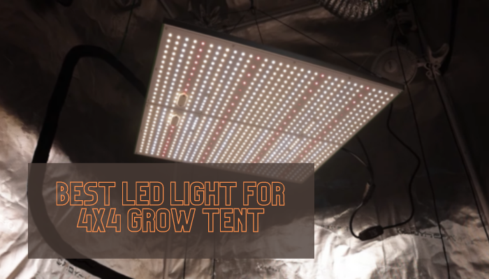 Best Led Light For 4x4 Grow Tent